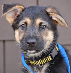 German shepherd mix with small dog best sale